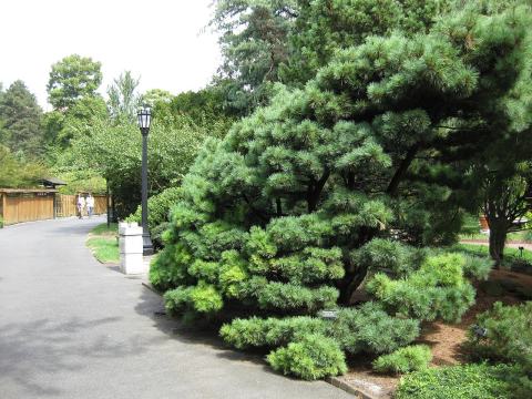 Foto van Weymouthden ‘Radiata’