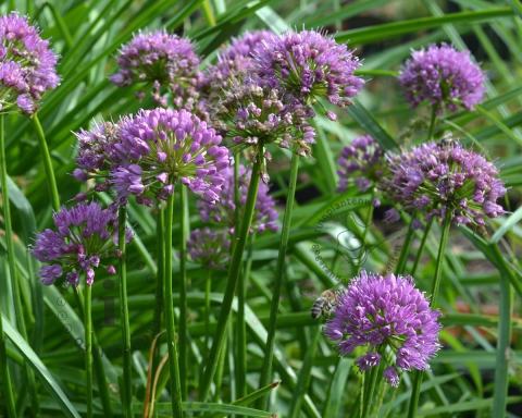 Foto van Sierui ‘Lavender Bubbles’