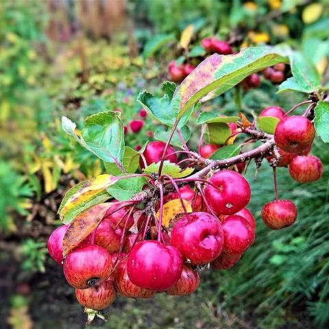 Foto van Malus 'Dolgo'