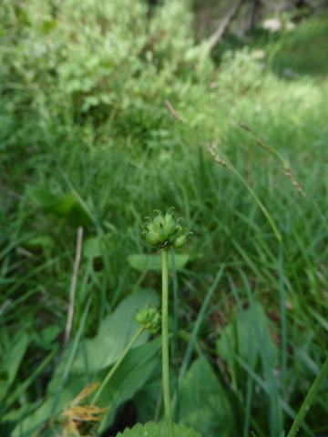 Foto van Gifboterbloem