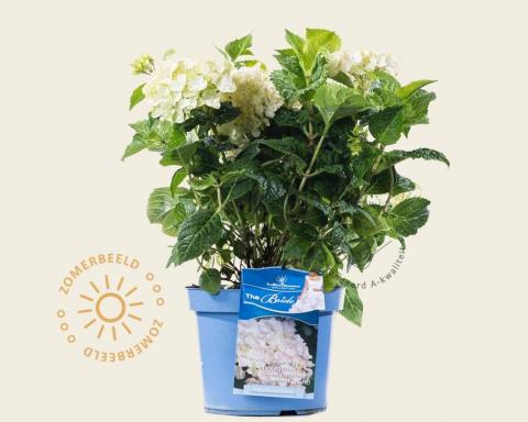 Foto van Doorbloeiende Hortensia ‘Endless Summer DreamCloud’