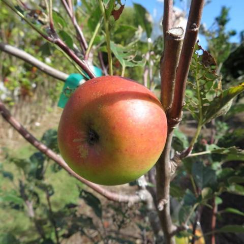 Foto van Malus 'Melrose'