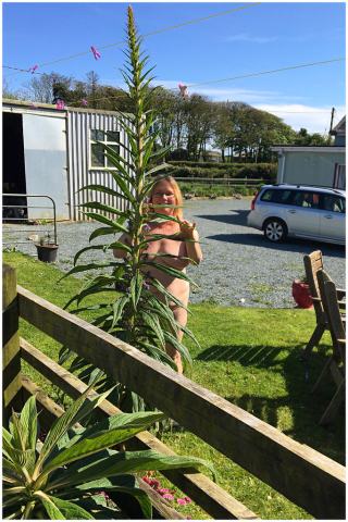 Foto van Echium 'onbkend'