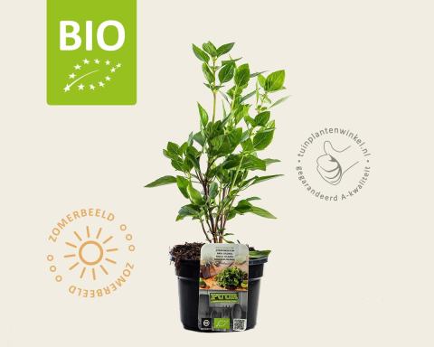 Foto van Basilicum ‘Coldasil’