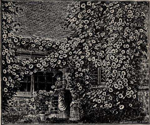 Foto van Rode maskerbloem