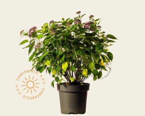 Foto van Hortensia roze annebelle ‘Ruby Annabelle’