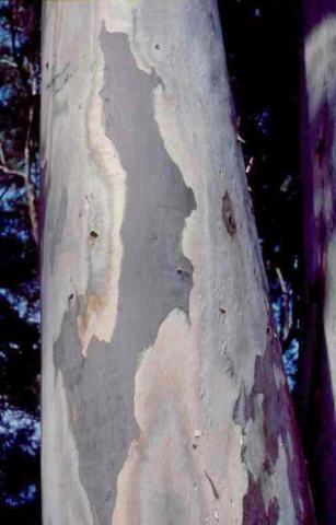 Foto van Corymbia 'onbeken'
