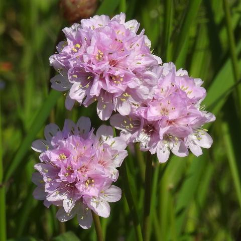 Foto van Armeria 'elongata'