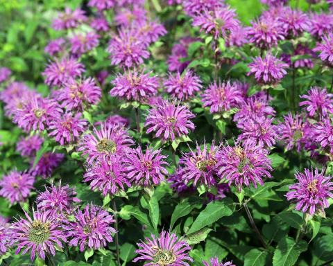 Foto van Bergamot ‘Prairienacht’