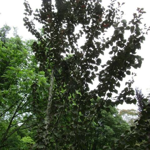 Foto van Cercidiphyllum 'Rotfuchs'