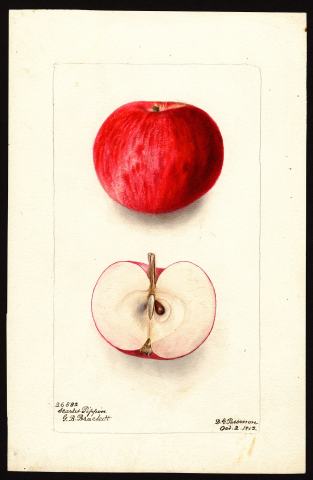 Foto van Malus 'Scarlet Pippin'
