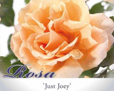 Foto van Grootbloemige trosroos ‘Just Joey’