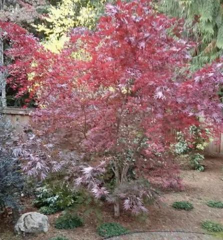 Foto van Acer 'Azuma Murasaki'