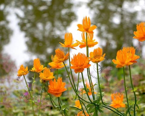 Foto van Kogelboterbloem ‘Golden Queen’