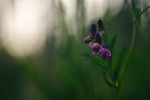 Foto van Knollathyrus