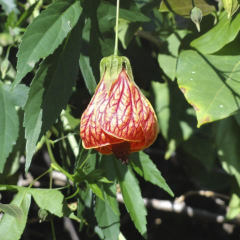Foto van Callianthe 'Gold Dust'