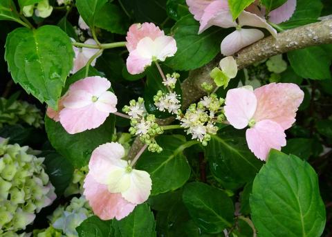 Foto van Klimhortensia