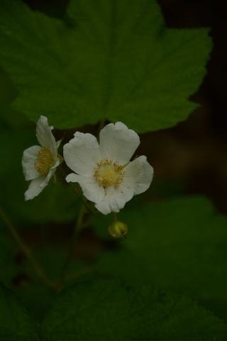 Foto van Witte esdoorn-braam