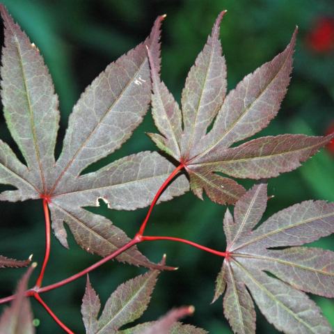 Foto van Acer 'Inazuma'