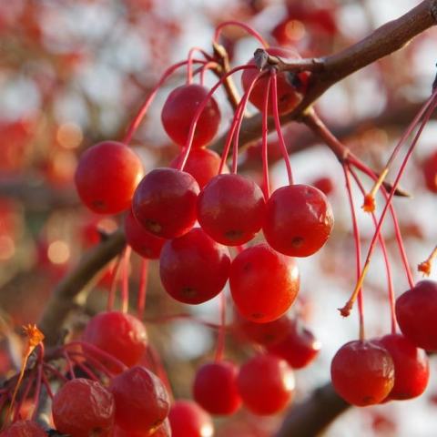 Foto van Malus 'Sentinel'