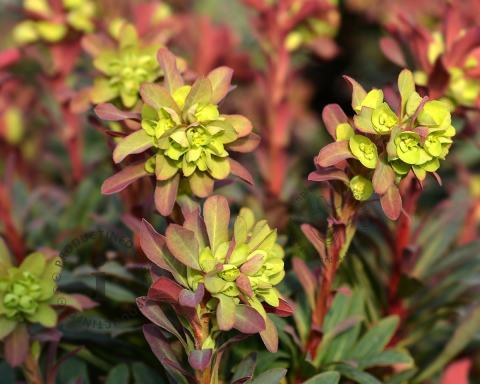 Foto van Amandelwolfsmelk ‘Purpurea’