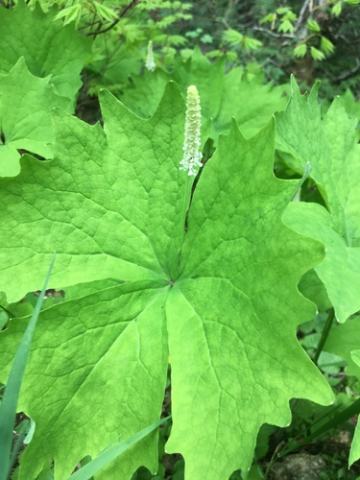 Foto van Vanilleplant