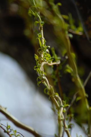 Foto van Salix 'Tortuosa'