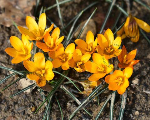 Foto van Krokus ‘Orange Monarch’