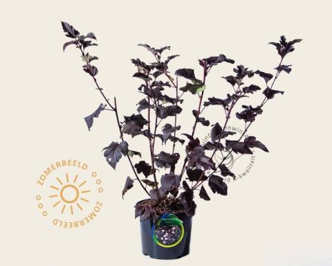 Foto van Blaasspirea ‘Diabolo’