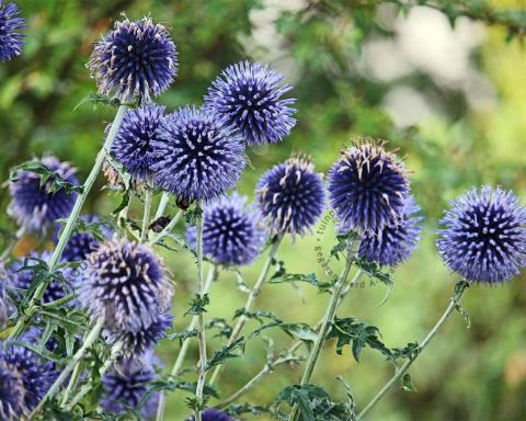 Foto van Kogeldistel ‘Taplow Blue’
