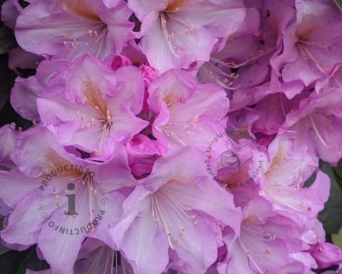 Foto van Rododendron ‘Variegatum’