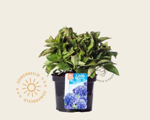 Foto van Boerenhortensia ‘Little Blue’