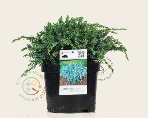Foto van Jeneverbes ‘Blue Carpet’