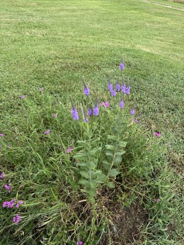 Foto van Lavendel-ijzerhard