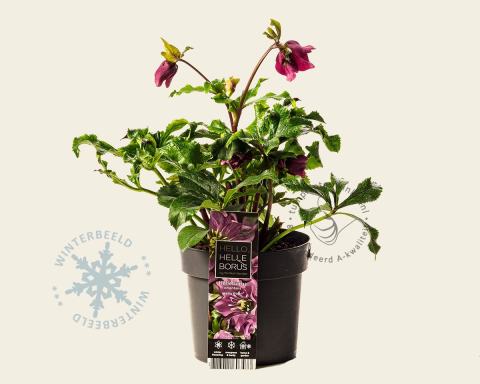 Foto van Oosterse kerstroos ‘Hello Pink’