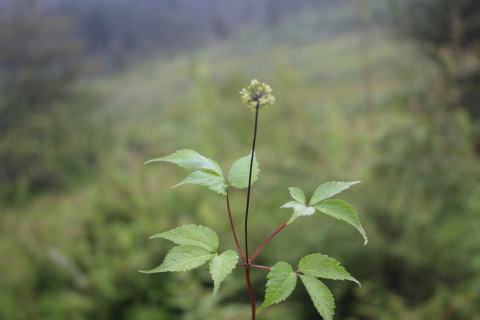 Foto van Valse ginseng