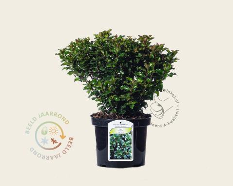 Foto van Blauwe hulst ‘Little Rascal’