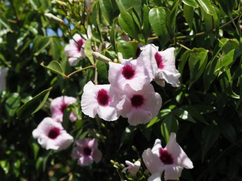 Foto van Trompetbloem