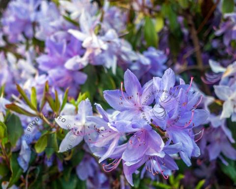 Foto van Dwerg rododendron ‘Night Sky’
