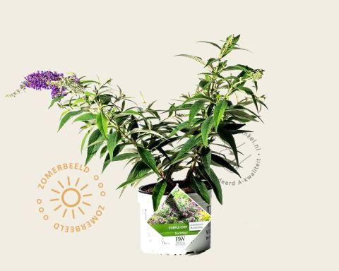 Foto van Dwergvlinderstruik ‘Purple Chip’
