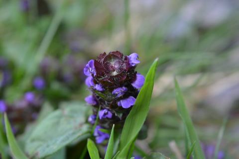Foto van Gewone brunel