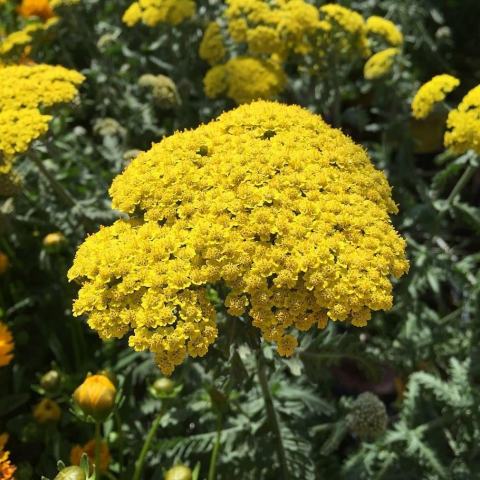 Foto van Achillea 'little moonshine'