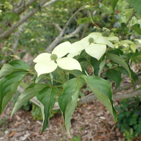 Foto van Cornus 'National'