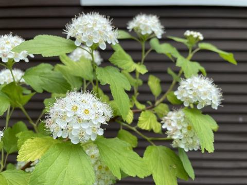 Foto van Sneeuwbalspirea