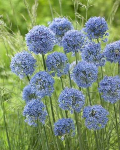 Foto van Blauw look