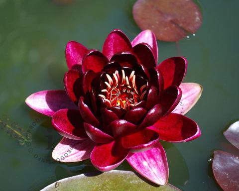 Foto van Waterlelie ‘Almost Black’