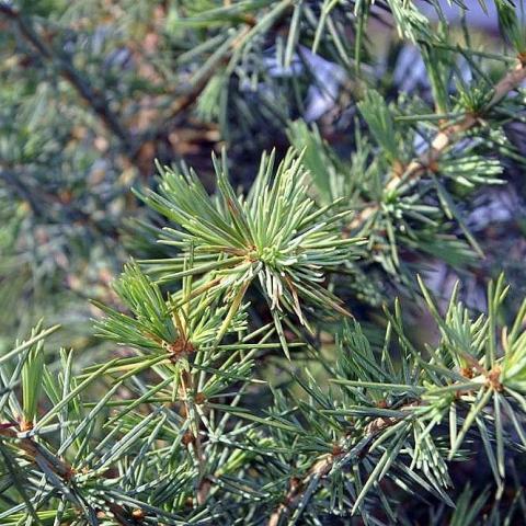 Foto van Cedrus 'Bush's Electra'