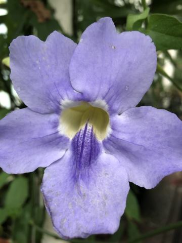Foto van Grootbloemige thunbergia
