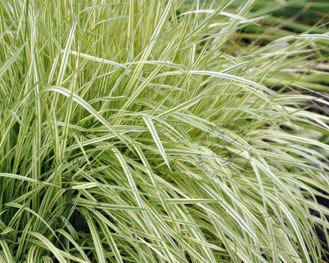 Foto van Pijpenstrootje ‘Variegata’