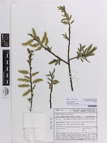 Foto van Salix 'Sekka'